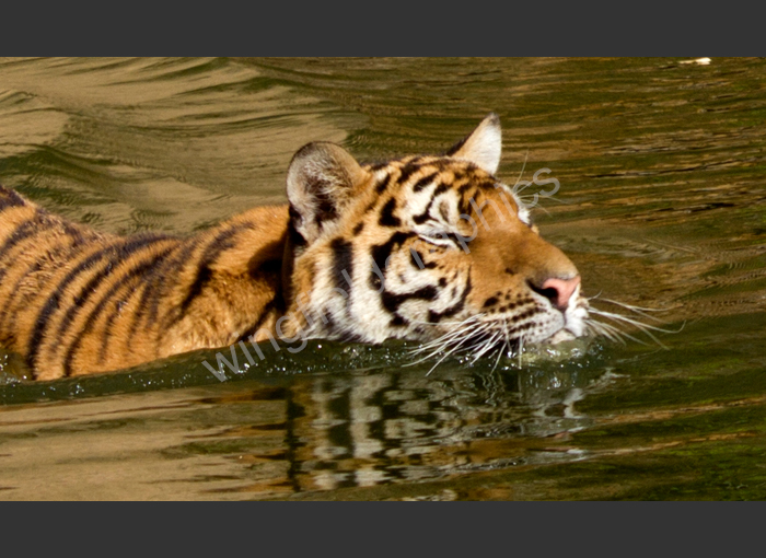wingfield tiger thailand