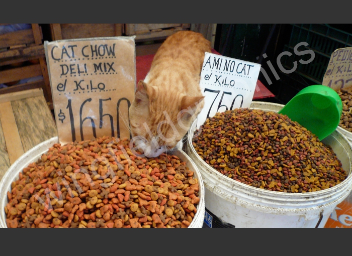 wingfield cat chile