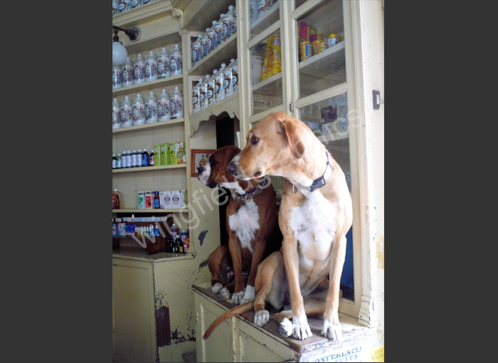 wingfield dog mexico