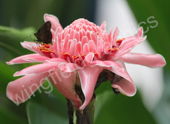 wingfield flower