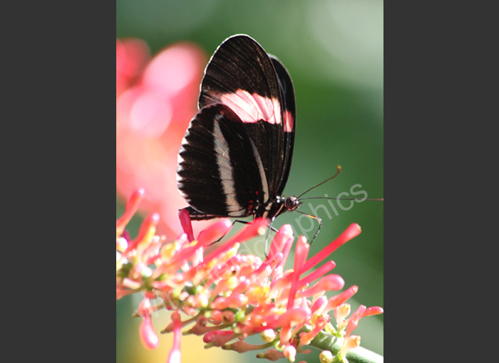 wingfield butterfly key west
