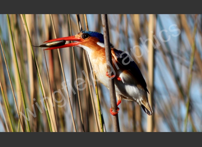 wingfield bird botswana