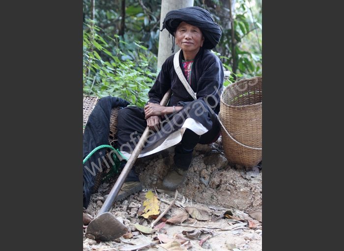 wingfield indigenous china