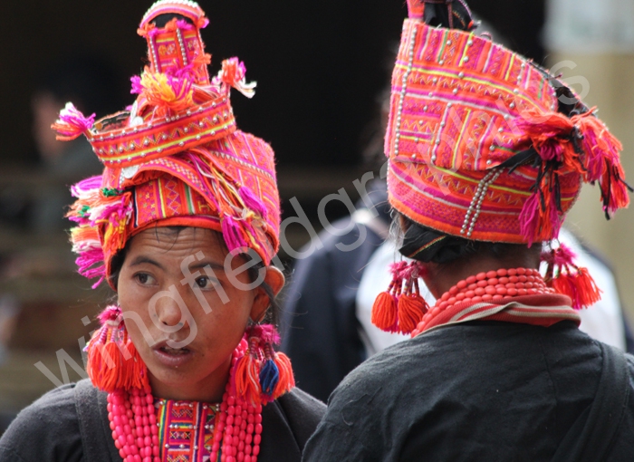 wingfield indigenous laos