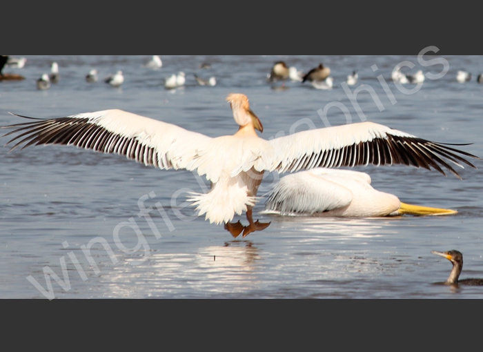 wingfield bird africa