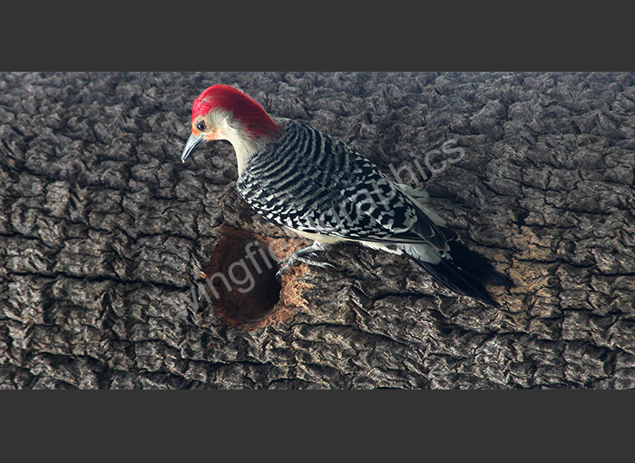 wingfield bird miami