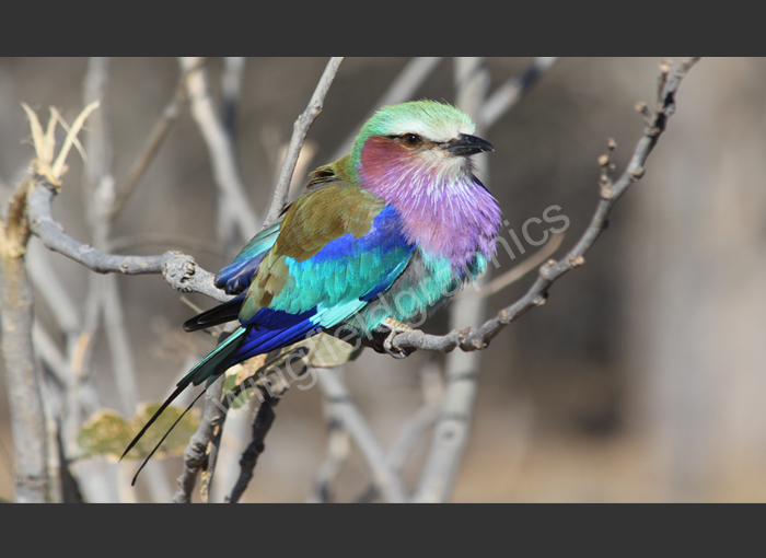 wingfield bird africa