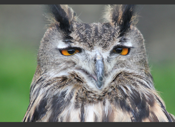 wingfield owl