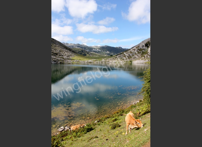 wingfield landscape spain