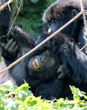 wingfield gorilla