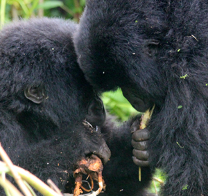 wingfield gorilla